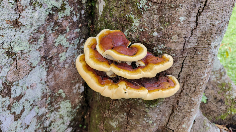 Reishi mushroom growing on a tree