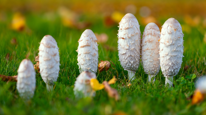 Shaggy mane mushrooms growing in a green field