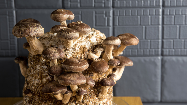 Shiitake mushrooms growing indoors