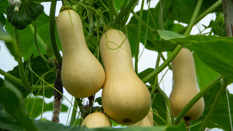 butternut squash
