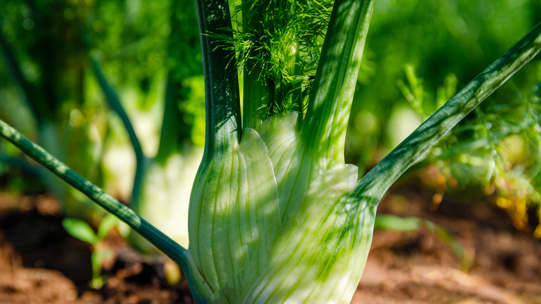 fennel in garden
