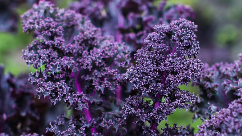 purple kale