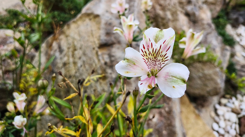 Alstroemeria 'Casablanca' flowers blooming in a rock garden
