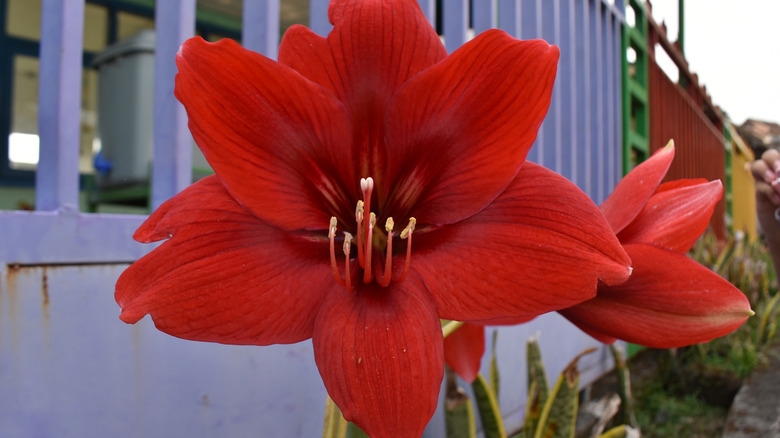 Red amaryllis flowers blooming in garden