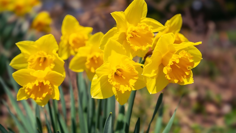 Pretty yellow daffodils blooming in yard