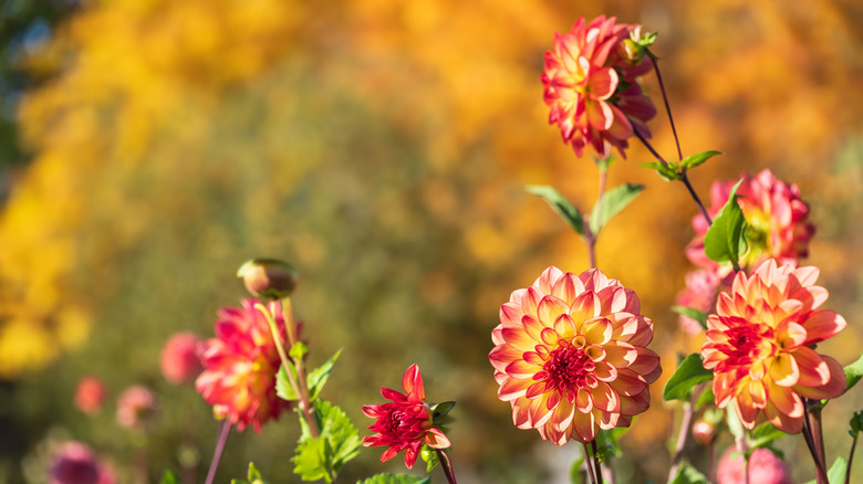 Reddish yellow dahlia flowers blooming in garden