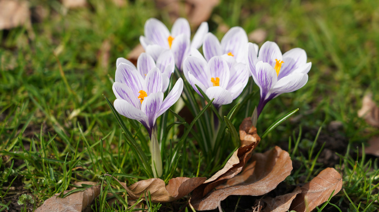 Light lavender Dutch crocus flowers in bloom
