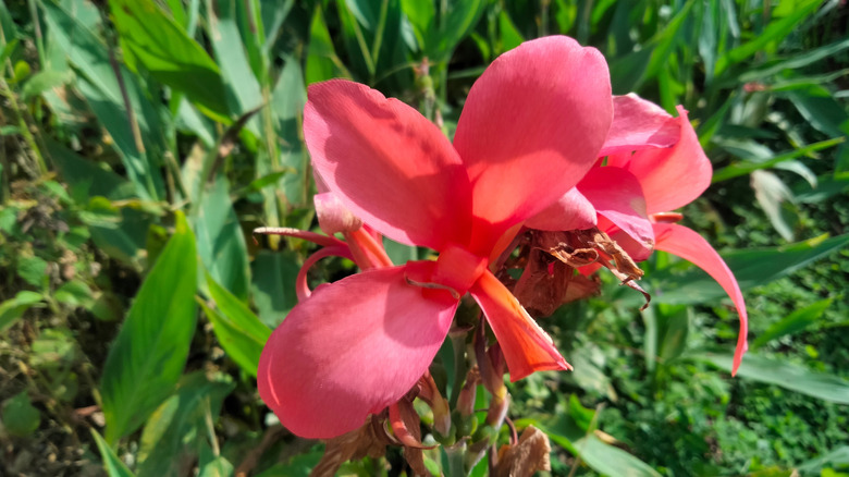 Vibrant pink flower of garden canna in bloom
