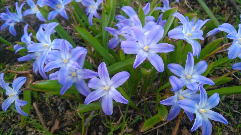 Lilac blue glory-of-the-snow flowers in bloom