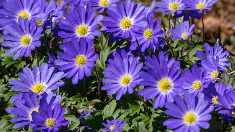 Lavender blue flowers of Grecian windflower with yellow centers