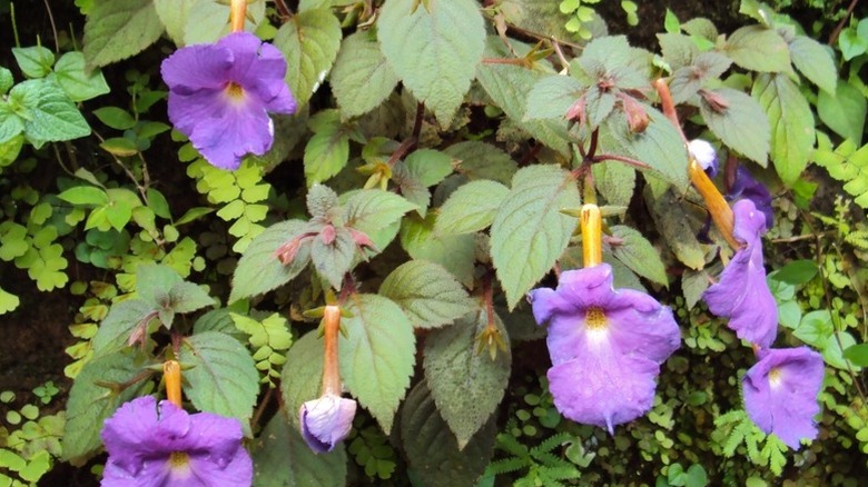 Purple flowers of hot water plant in bloom