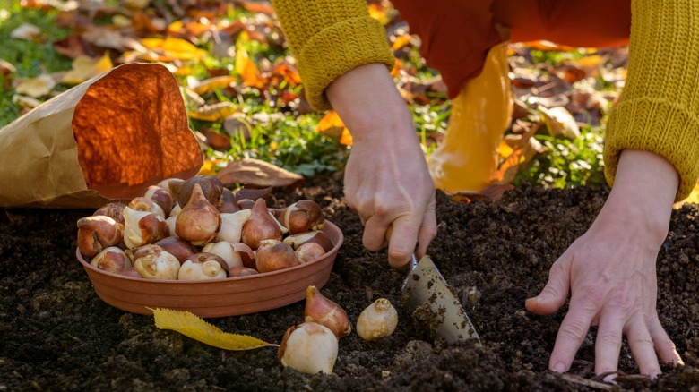 Woman planting bulbs in a flower bed