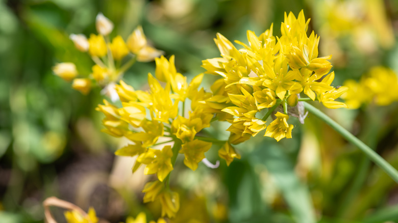 Yellow blooming flowers of lily leek