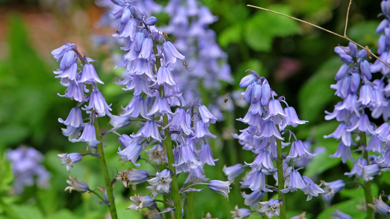 Spanish bluebell flowers blooming in a garden