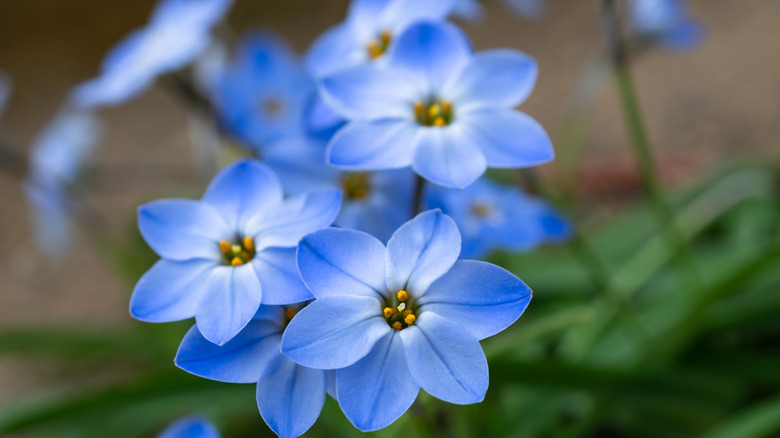 Blue spring starflowers in bloom