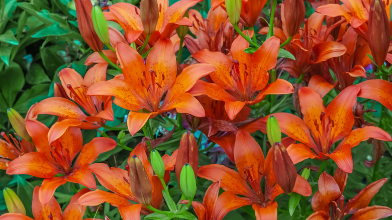 Orange tiger lilies blooming in garden