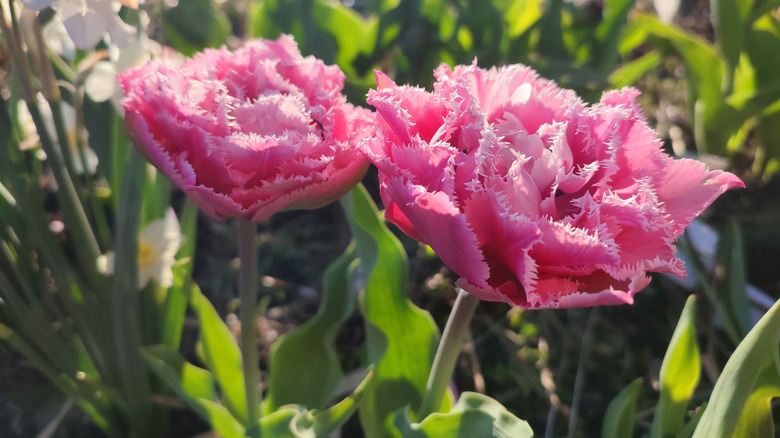 Pink tulip flowers in bloom