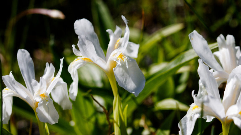 Flowers of white crested dwarf iris