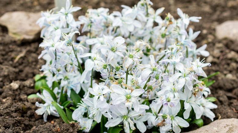 White squill flowers clustered together in a garden