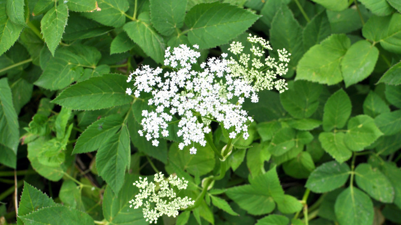 Bishop's weed in bloom.