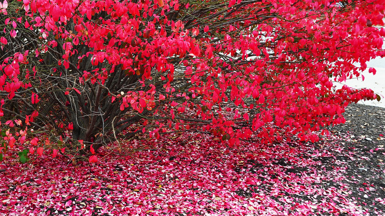 Red burning bush in autumn.