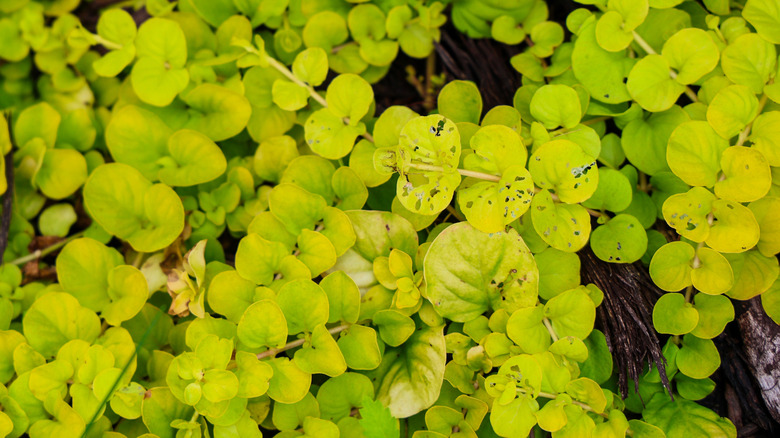 Creeping jenny growing in garden.