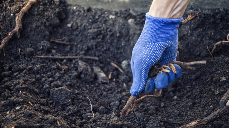 A person pulling up stubborn roots in tilled soil.