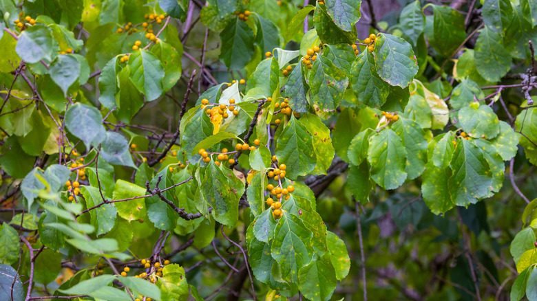 Oriental bittersweet vine with yellow berries.