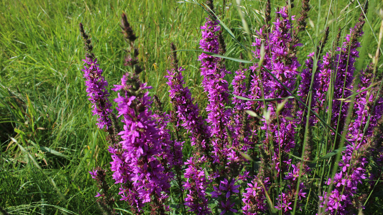 Blooming purple loosestrife.