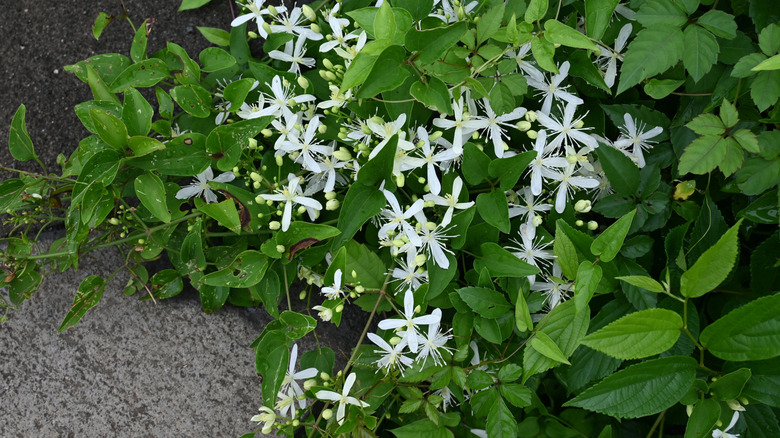 Sweet autumn clematis vine flowering.