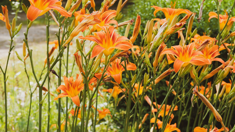 Tawny day lilies in bloom.