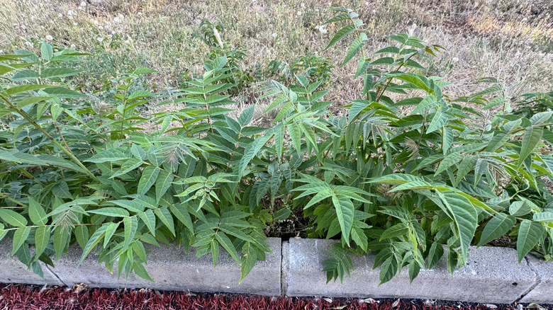 Young ailanthus saplings.