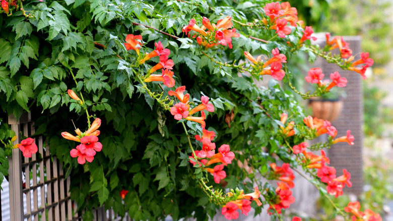 Trumpet vine with coral flowers blooming.