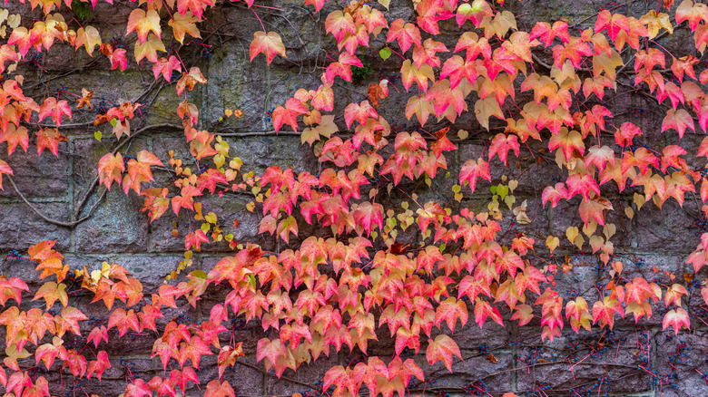 Virginia creeper with red fall colors on a stone wall.