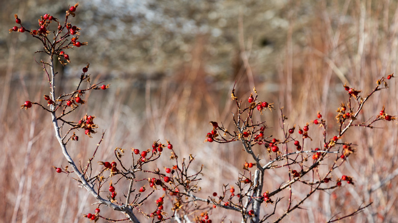 Wild rose hips in autumn.