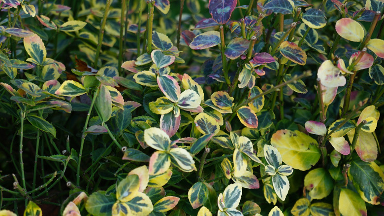 Wintercreeper vine.