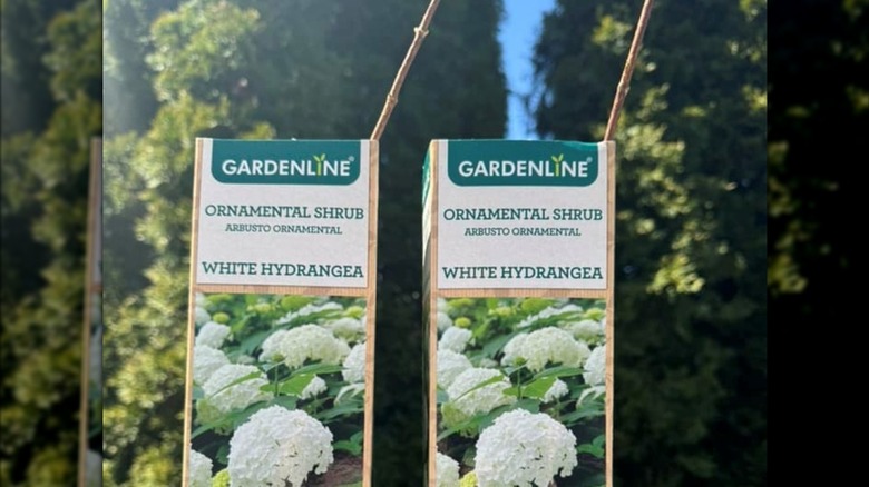 Ready-to-plant shrubs at Aldi
