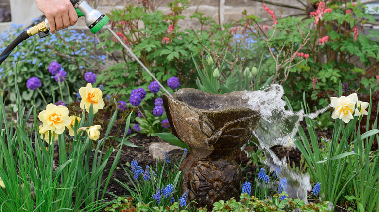 person cleaning out birdbath