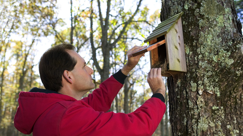 person opening old nesting box to clean