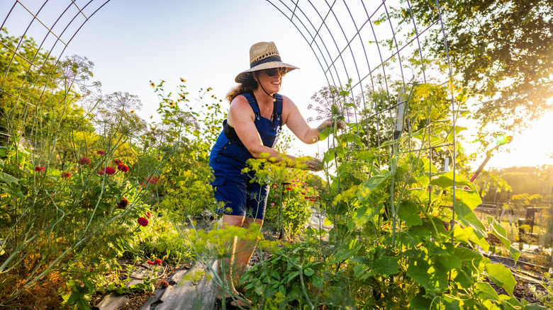 woman tending to plants growing on trellis