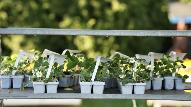 seedling trays outside in garden