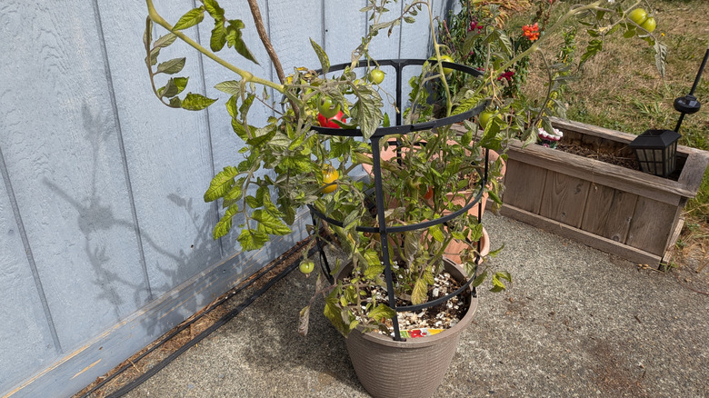 potted tomato plant growing with cage