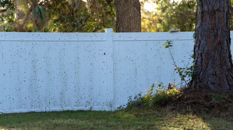 dirty vinyl fence in backyard