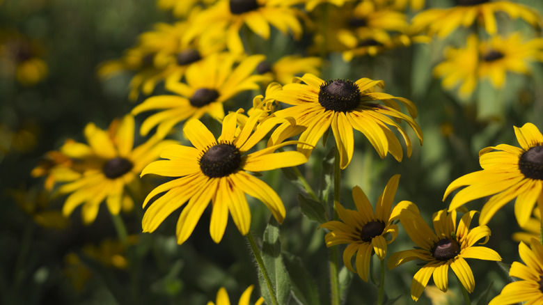 Yellow flowers of black-eyed Susan