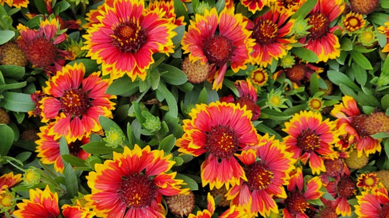 Yellow, red, and orange blanket flowers