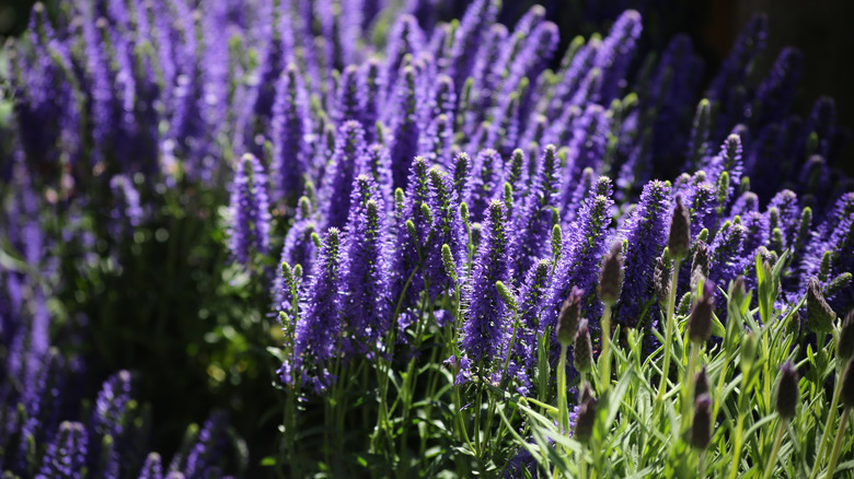 Caradonna salvia blooming in sunlight