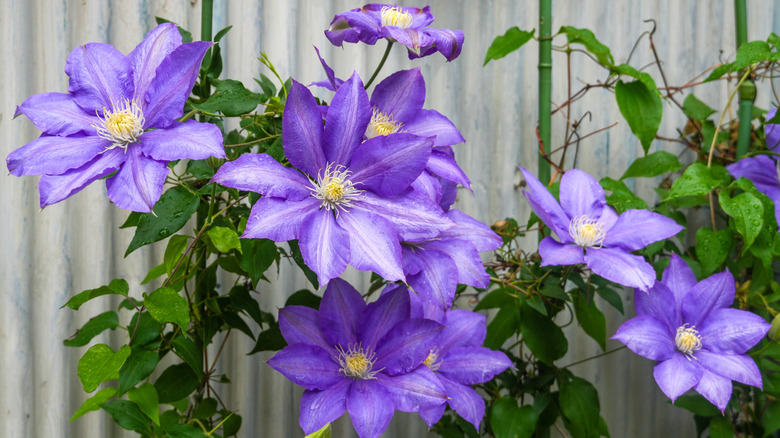 Violet flowers of clematis