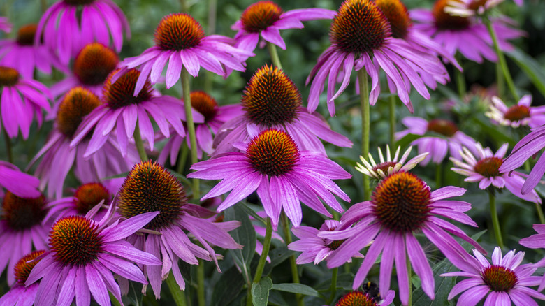 Purple blooms of coneflower
