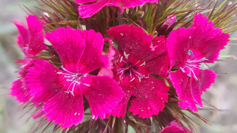 Dark pink Sweet William dianthus