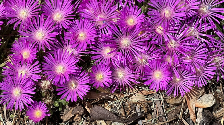 Purple flowers of hardy ice plant